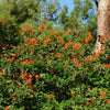 Cape Honeysuckle Vine