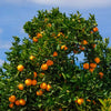 Cara Cara Orange Tree