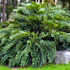 Cardboard Palm Tree
