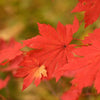 Endless Autumn Maple™ Tree
