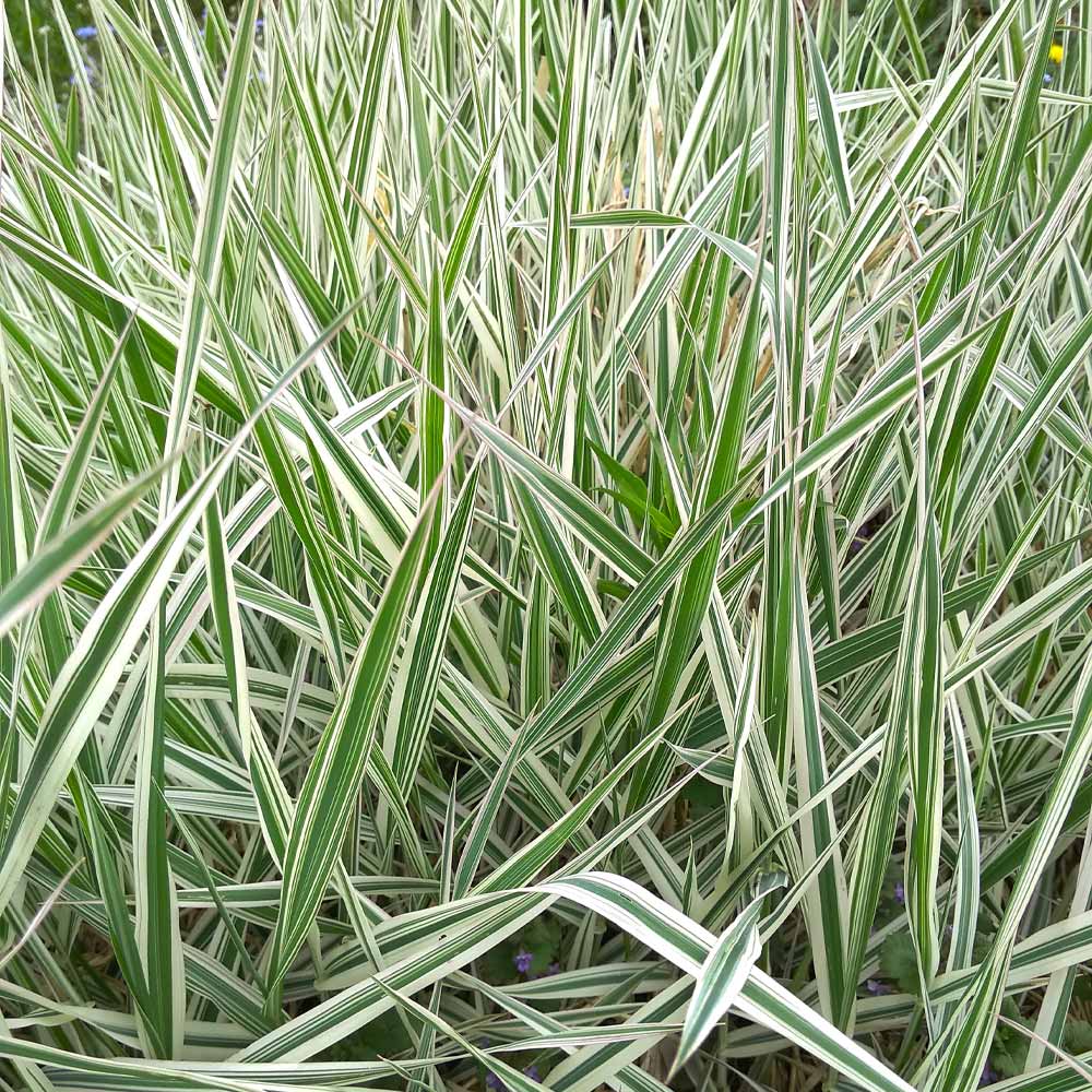 Ice Dance Sedge Plant