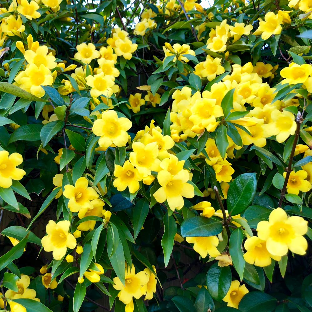 Carolina Jasmine Arizona