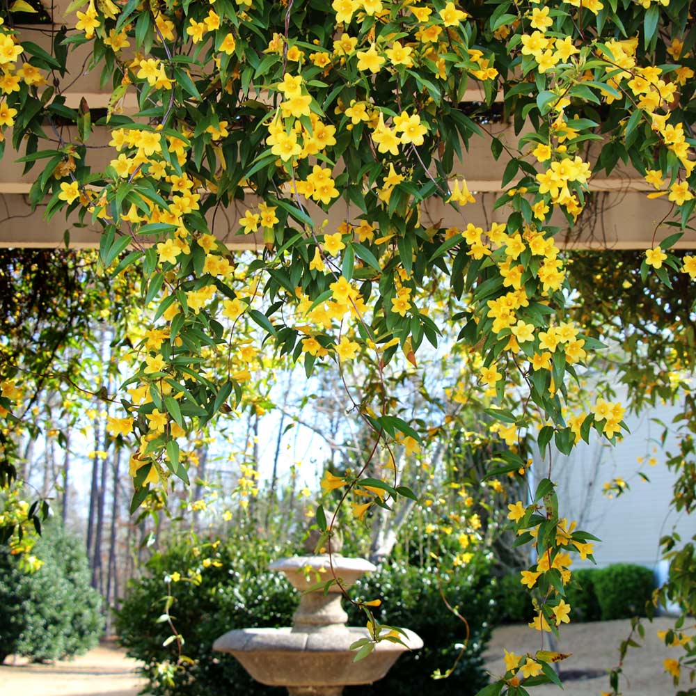 Carolina Jasmine Arizona