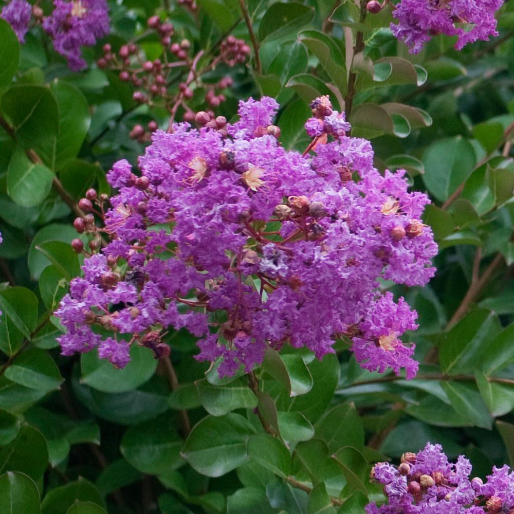 Catawba Crape Myrtle Tree California