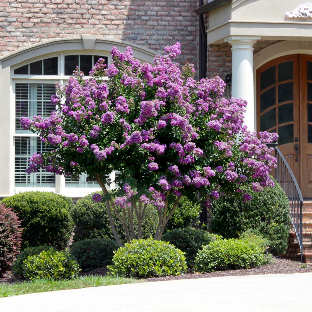 Catawba Crape Myrtle Tree California