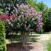 Catawba Crape Myrtle Tree California