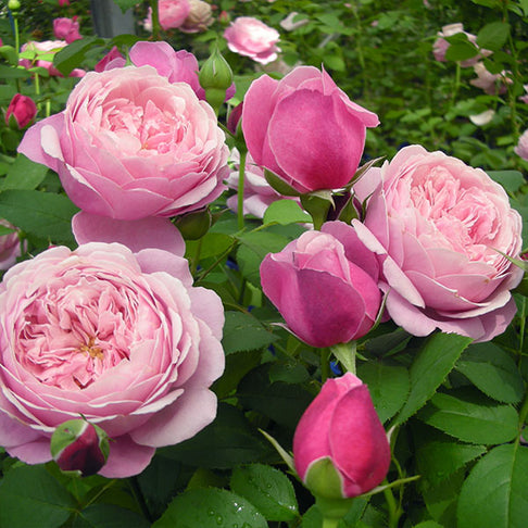 Cathedral Bells® Rose Shrub