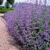 Walker's Low Nepeta Catmint Plant