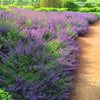 Walker's Low Nepeta Catmint Plant