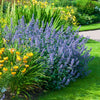Walker's Low Nepeta Catmint Plant