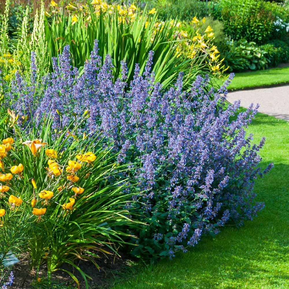 Walker's Low Nepeta Catmint Plant