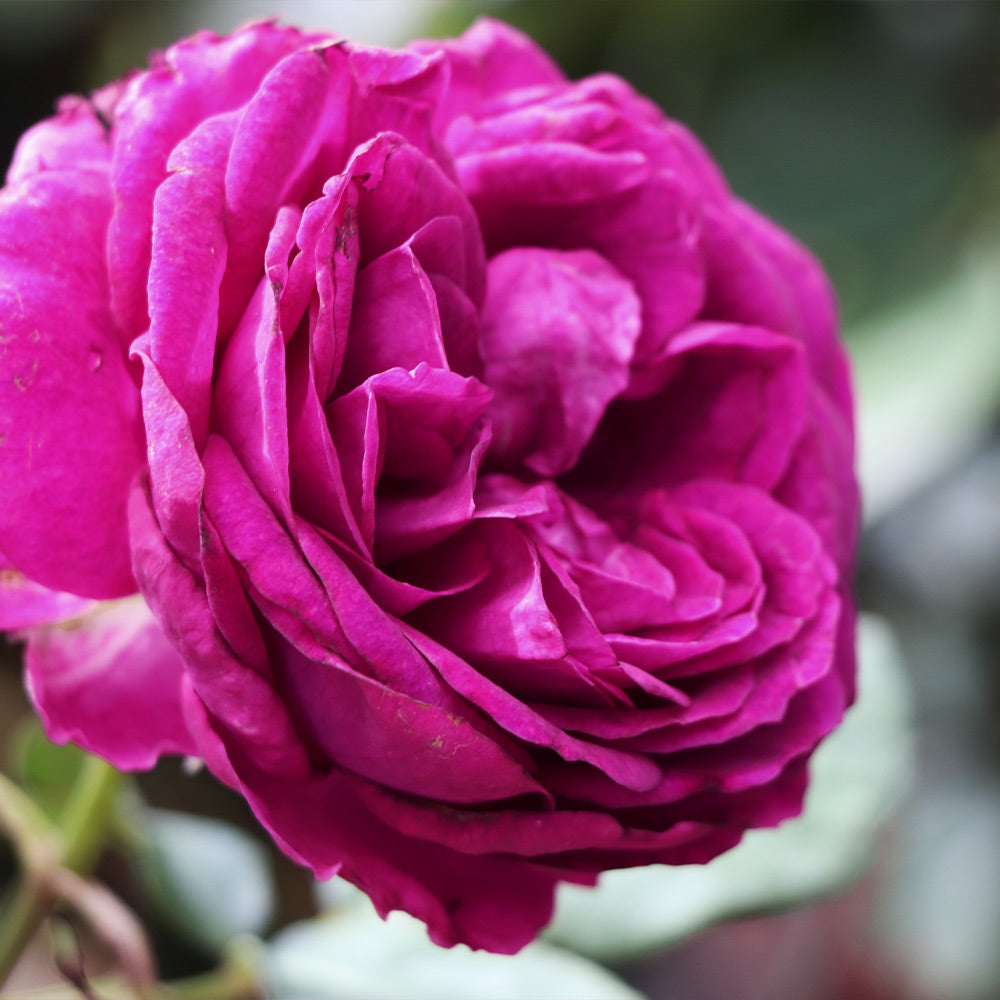 Celestial Night Rose Tree