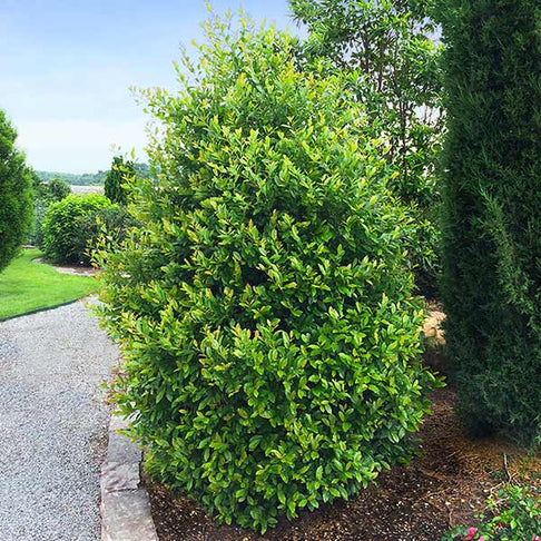 Cherry Laurel 'Centre Court™' Shrub