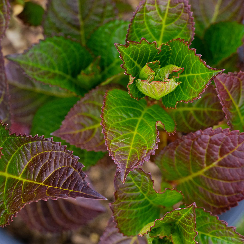 Cherry-Go-Round™ Hydrangea Shrub