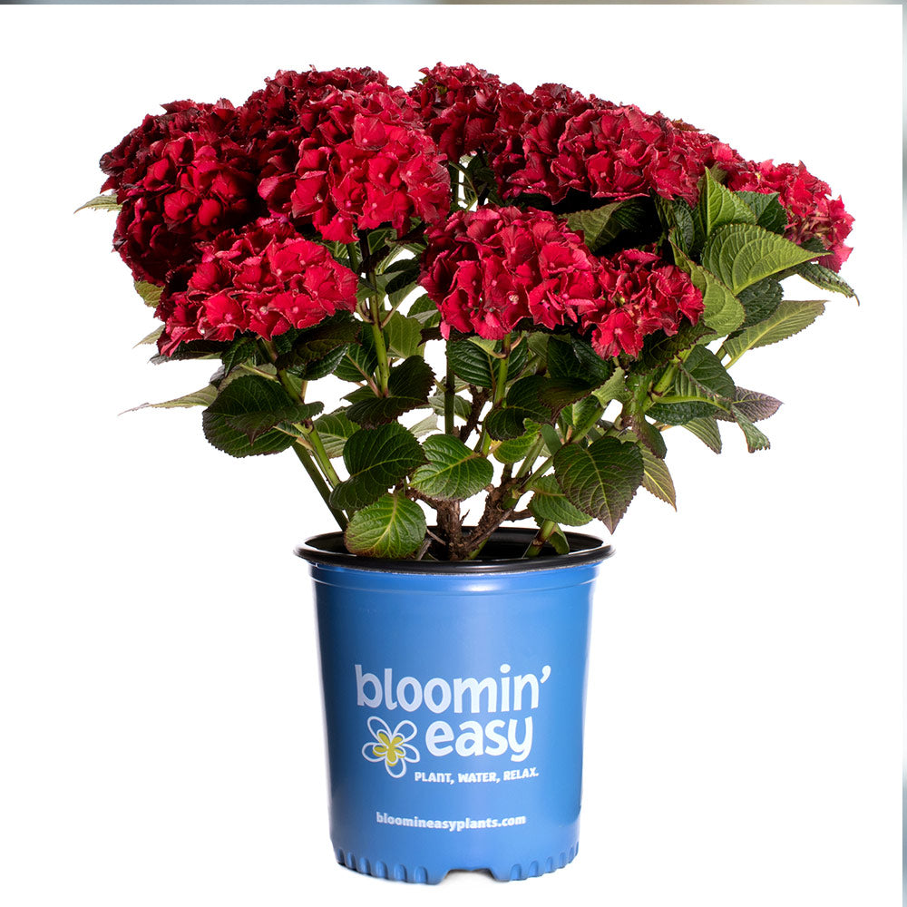 Cherry-Go-Round™ Hydrangea