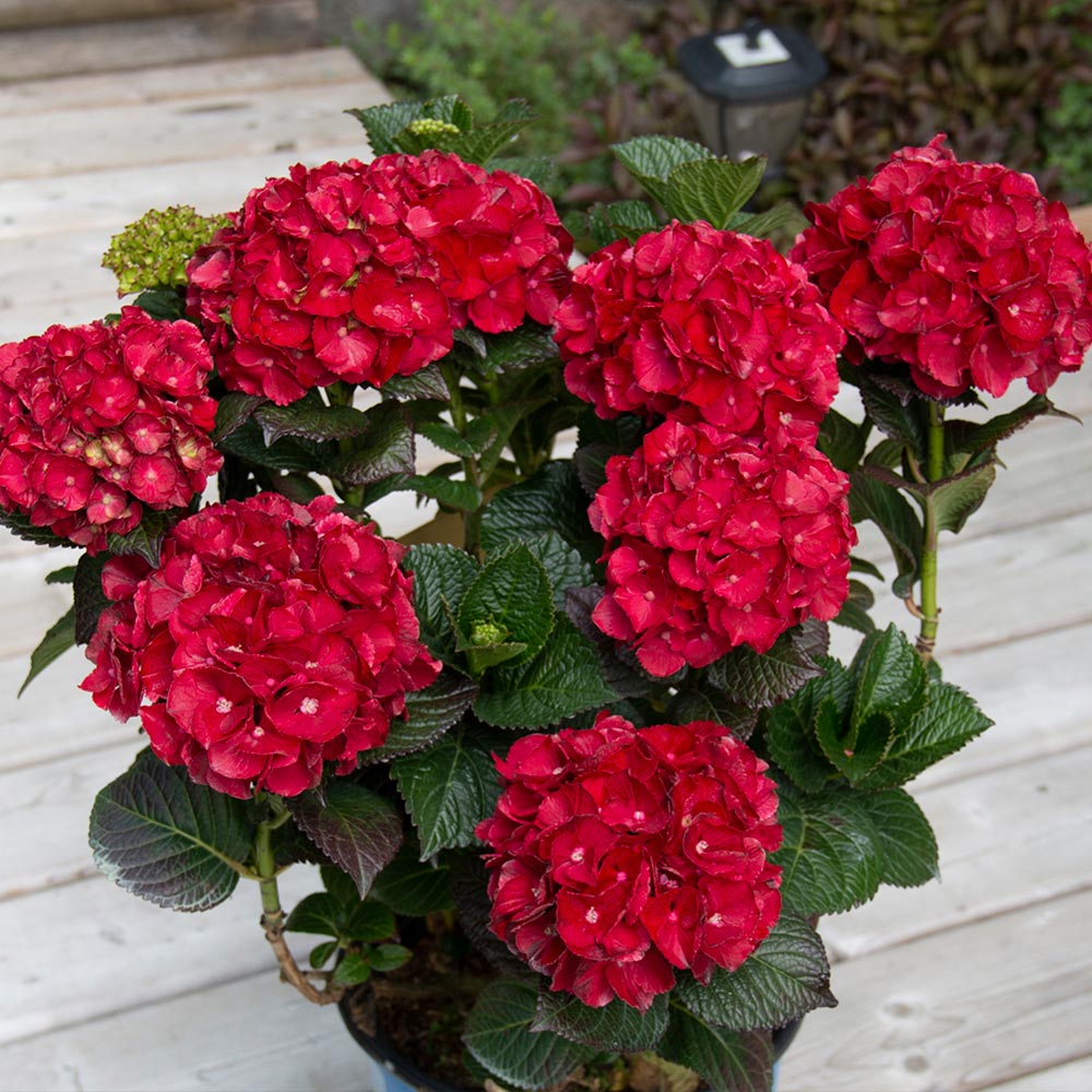 Cherry-Go-Round™ Hydrangea