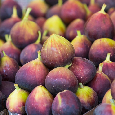 Chicago Hardy Fig Tree - USDA Organic