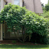 Chicago Hardy Fig Tree - USDA Organic