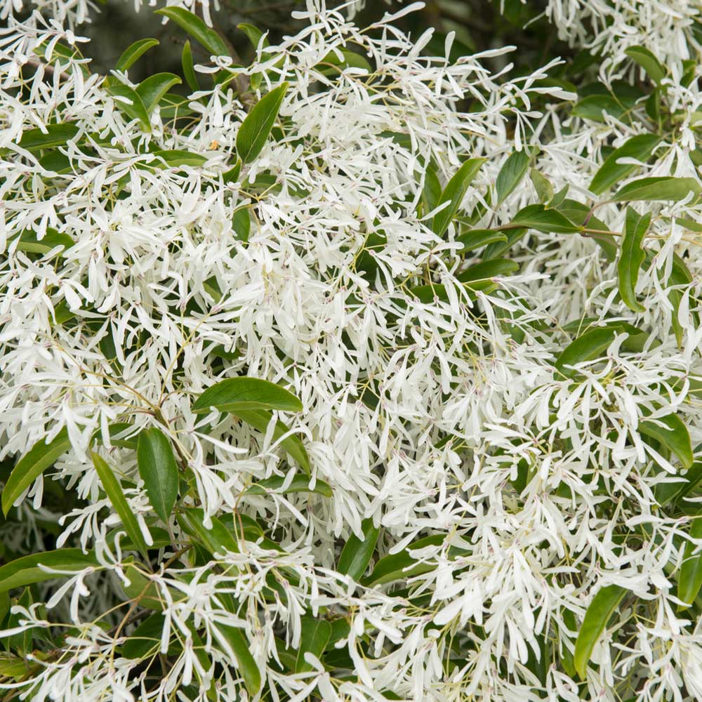 Chinese Fringe Tree