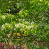 Chinese Fringe Tree