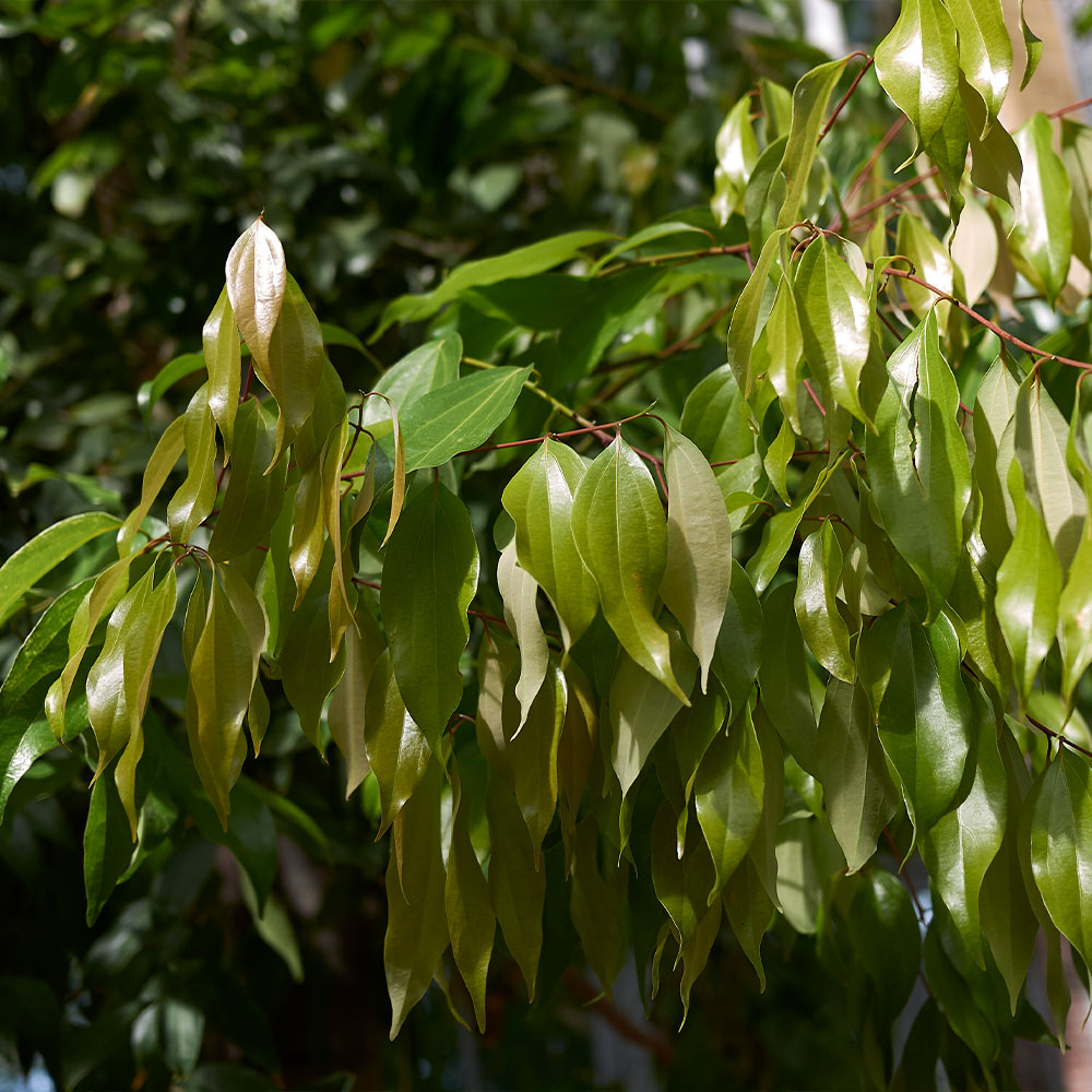 Cinnamon Tree