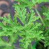 Citronella Plant