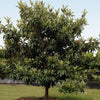 Cold Hardy Avocado Tree