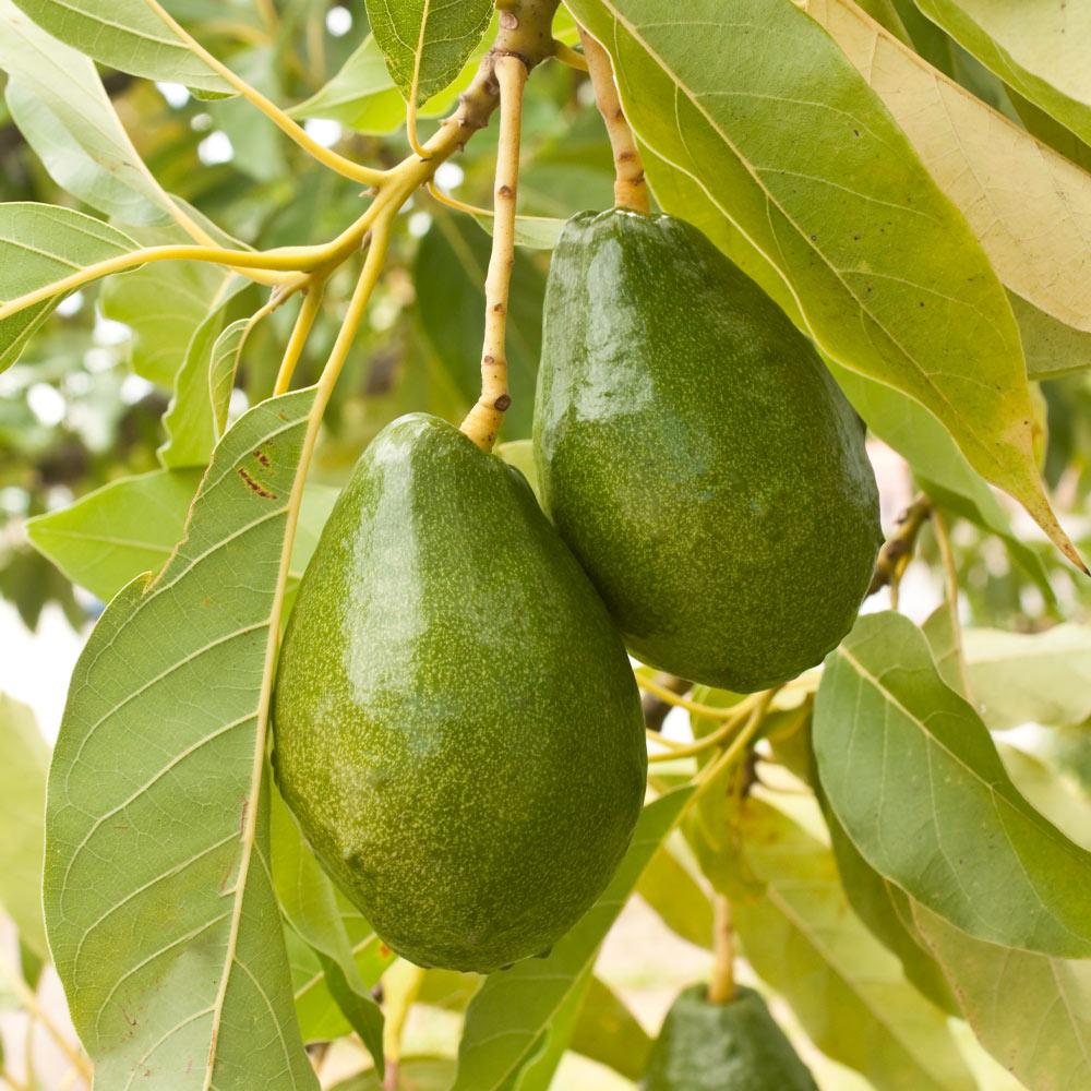 Cold Hardy Avocado Tree