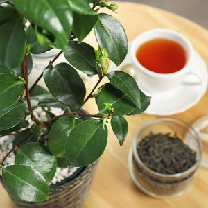 Cold Hardy Tea Plant product image