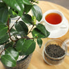 Cold Hardy Tea Plant