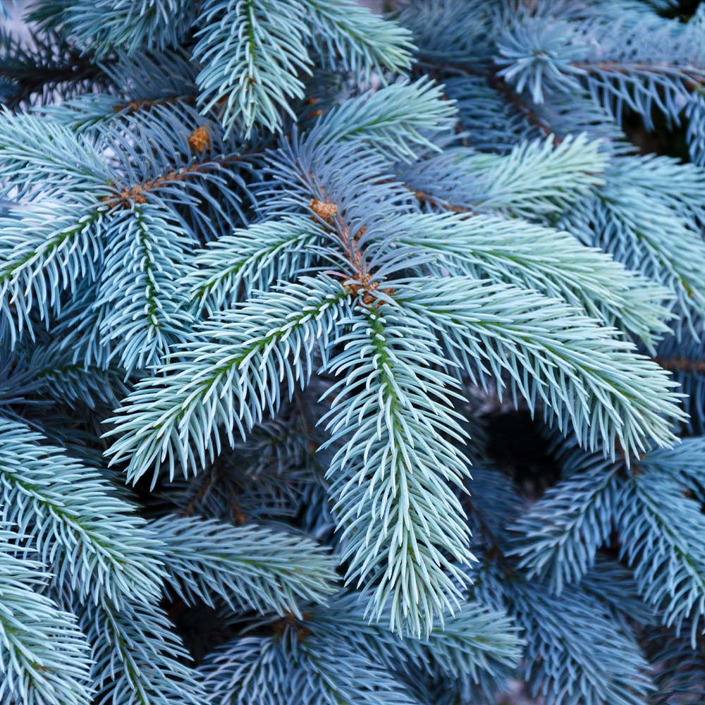 Colorado Blue Spruce Tree