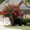 Colorama™ Scarlet Crape Myrtle Tree