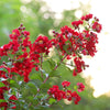 Colorama™ Scarlet Crape Myrtle Tree