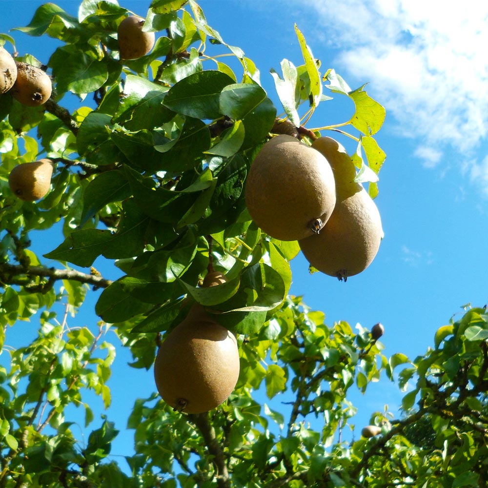 Comice Pear Tree