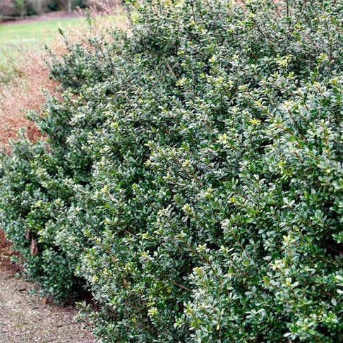 Compacta Japanese Holly Shrub