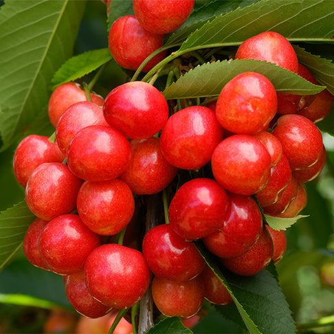 Coral Champagne Cherry Tree