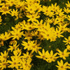 Threadleaf Coreopsis Plant