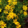 Threadleaf Coreopsis Plant