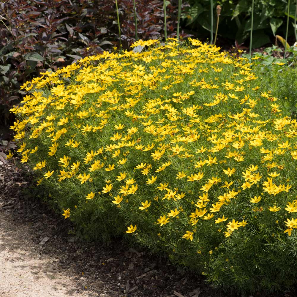 Threadleaf Coreopsis Plant