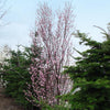 Corinthian Pink Double Flowering Peach Tree