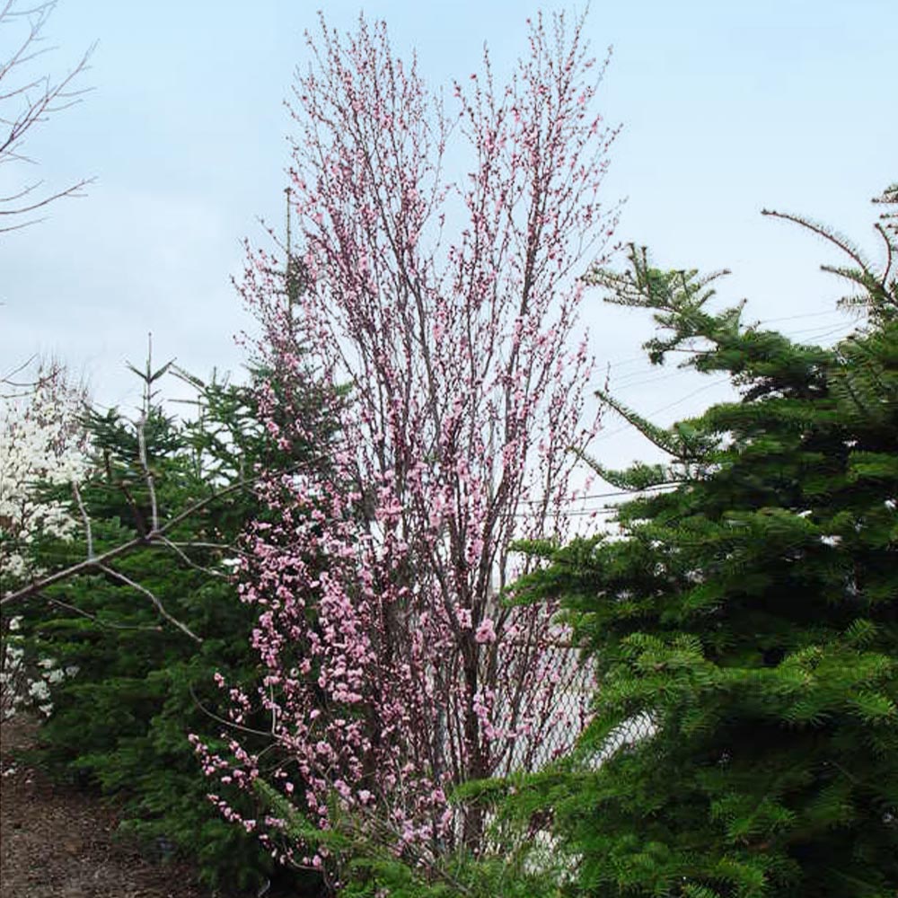 Corinthian Pink Double Flowering Peach Tree