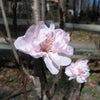 Corinthian Pink Double Flowering Peach Tree