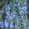 Creeping Rosemary Plant