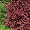 Crimson Sentry Norway Maple Tree