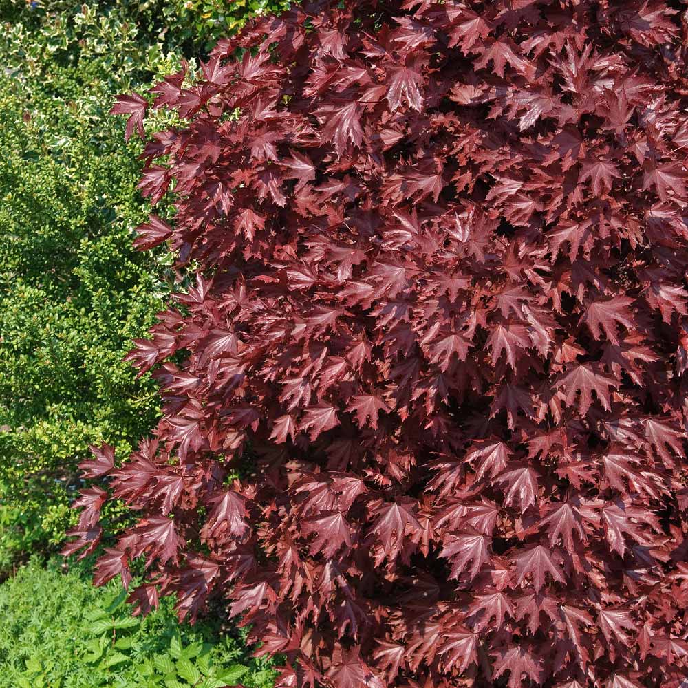 Crimson Sentry Norway Maple Tree