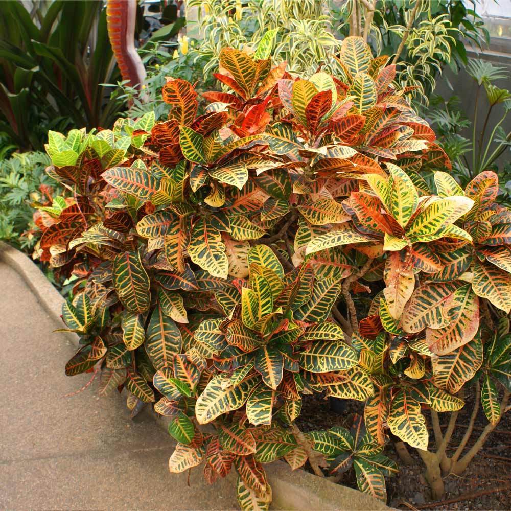 Croton 'Petra' Plant