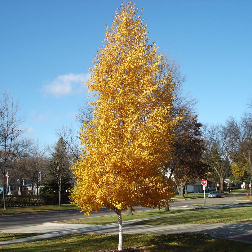 Dakota Pinnacle Birch Tree