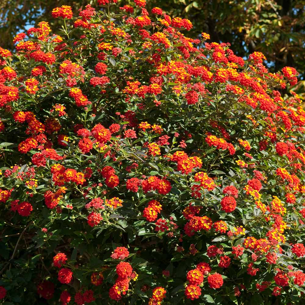 Dallas Red Lantana