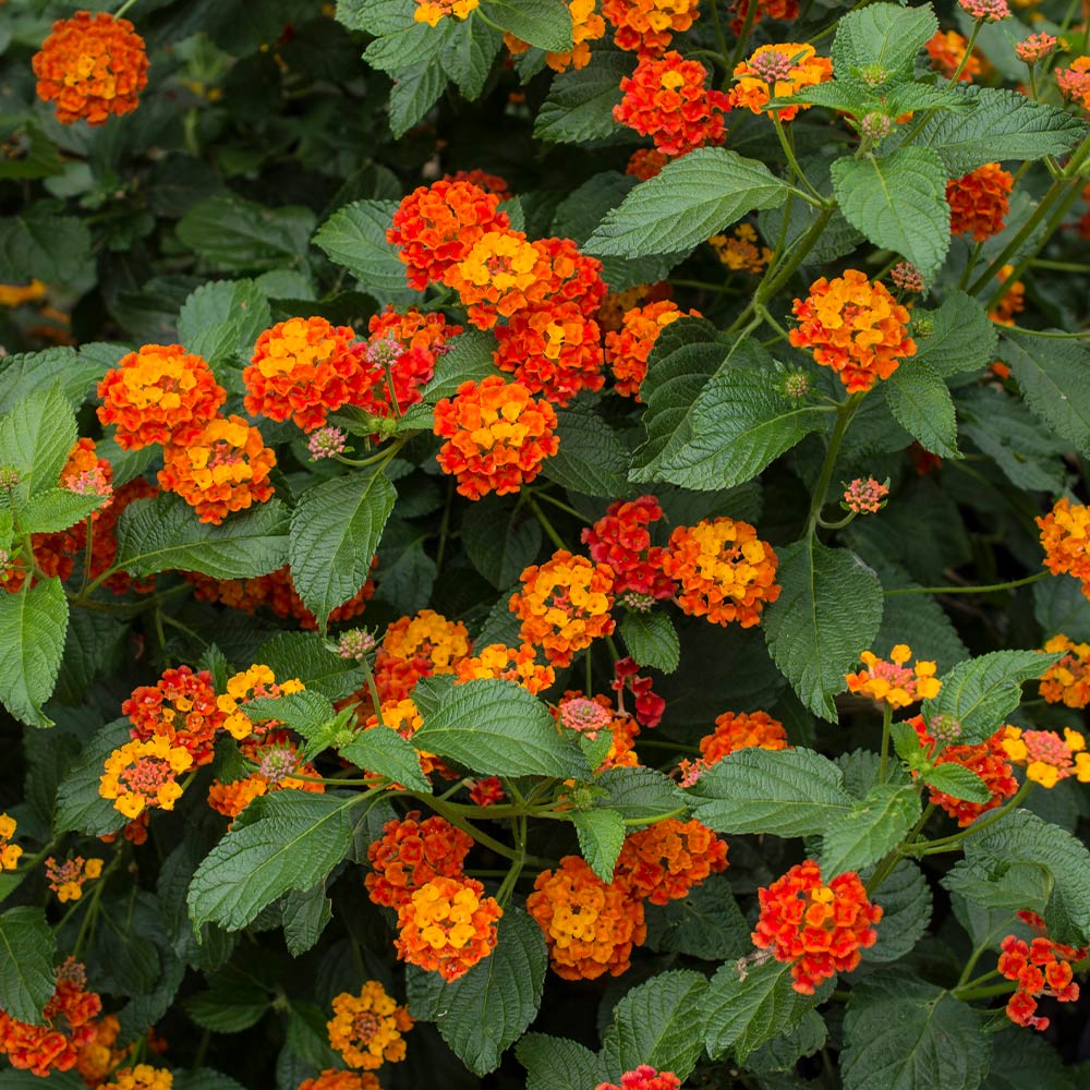 Dallas Red Lantana