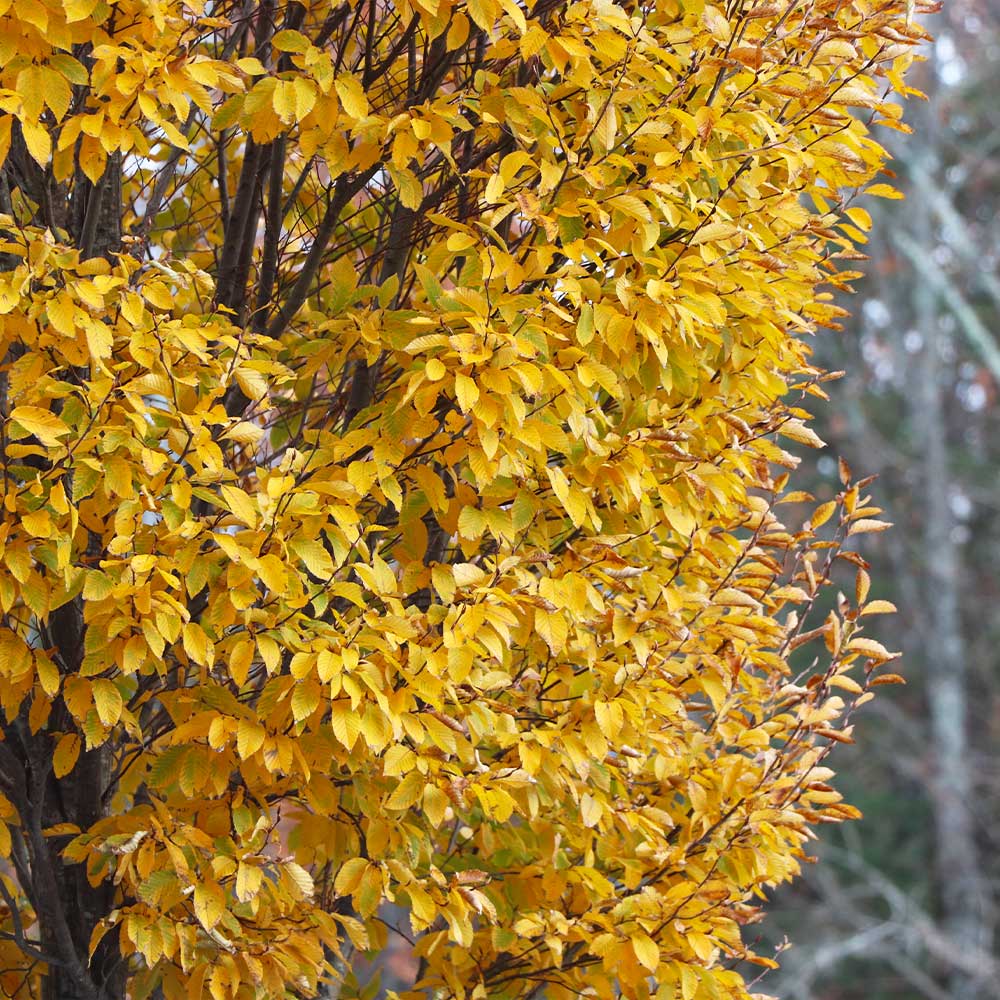 DannaSpire Columnar Elm Tree